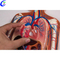 Best Quality Medical Human Anatomical Model Blood Circulation Model Factory