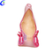 China Human Digestive System Anatomy Model mea hana - MeCan Medical