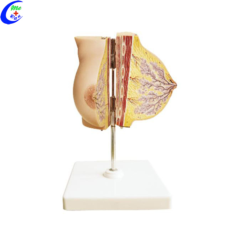 Best Quality Medical Female Breast Anatomical Education Models Factory