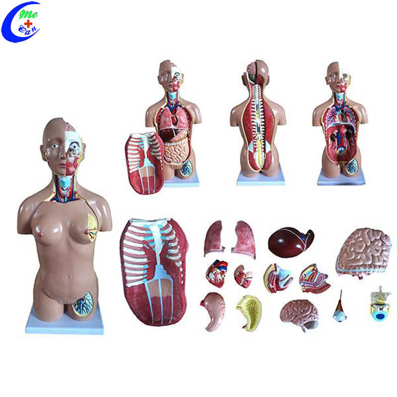 human torso model