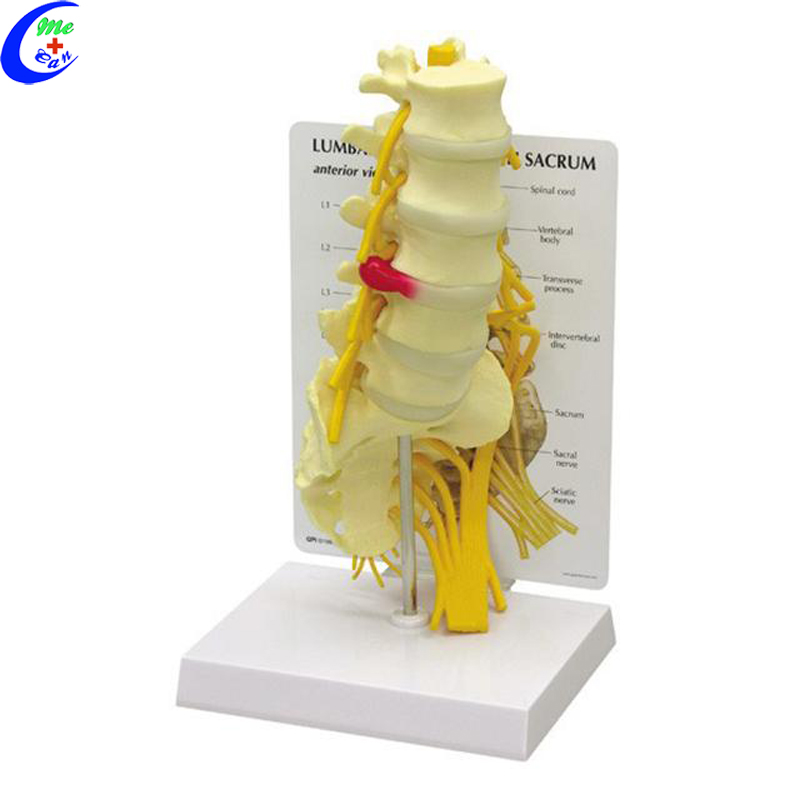 anatomy spine model.jpg