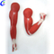 High Quality Medical Muscle Anatomical Models for Teaching Wholesale - Guangzhou MeCan Medical Limited