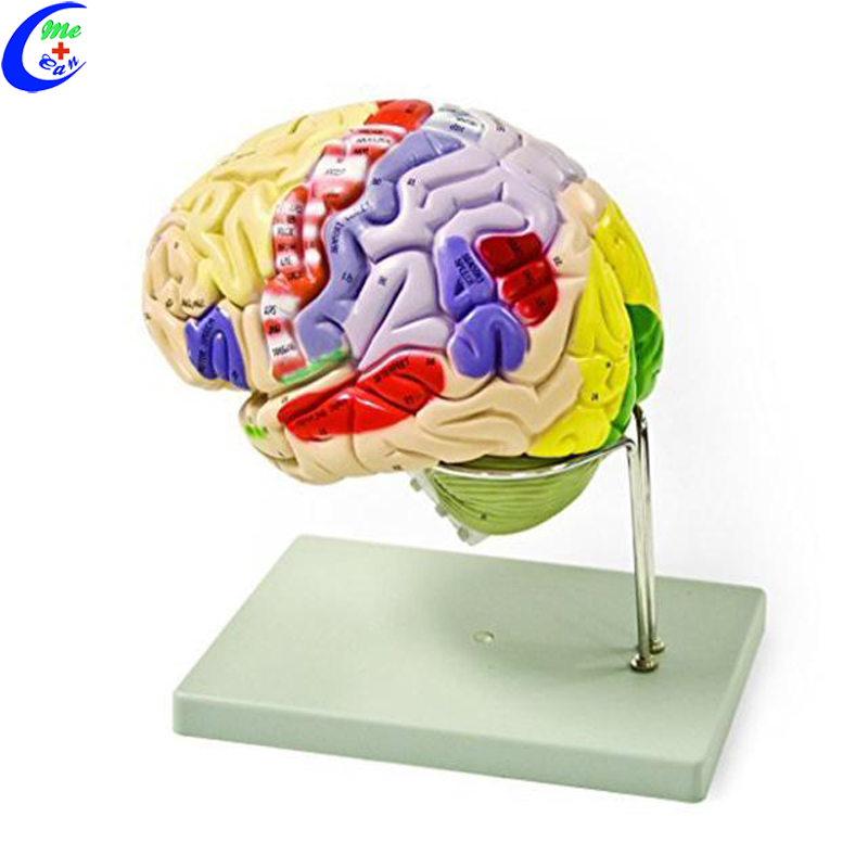brain model.jpg