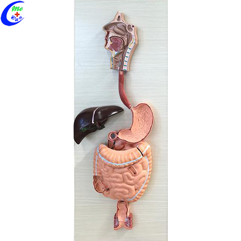 model for the digestive system