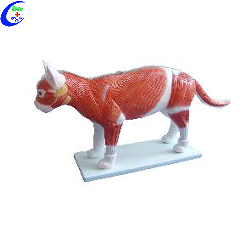 High Quality Realistic Cat Animal Anatomy Model Wholesale