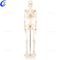 Berufflech 180cm k&euml;nschtlech M&euml;nsch Kierper Anatomie Skelett Model Hiersteller