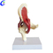 Models professionals d'anatomia d'espatlla amb m&uacute;sculs i lligaments per a fabricants d'estudiants