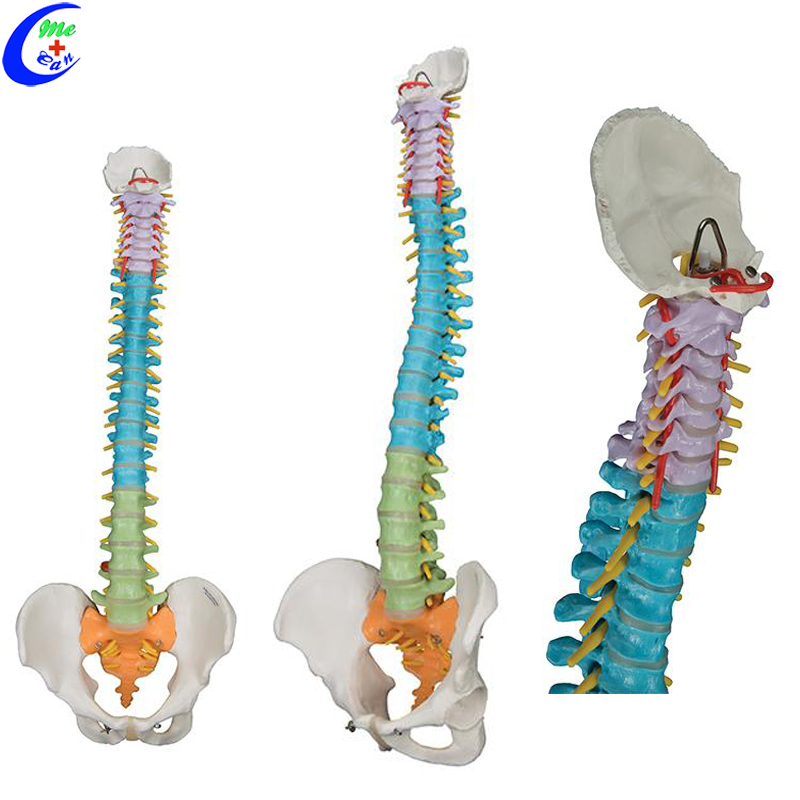 anatomical model spine.jpg
