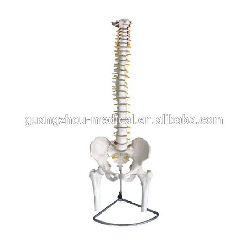 Best Quality Spine with Pelvis Model Factory
