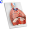 China menslike respiratoriese stelsel en alveolus-modelvervaardigers - MeCan Medical