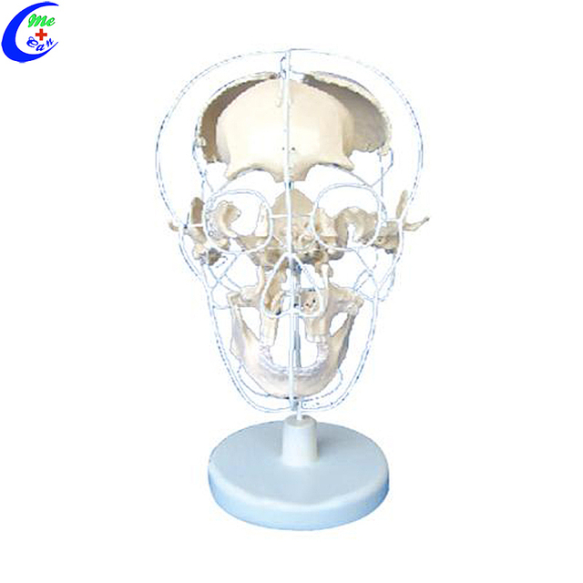 Venda a l'engr&ograve;s de models de crani anat&ograve;mic hum&agrave; d'alta qualitat - Guangzhou MeCan Medical Limited