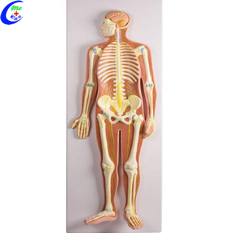 human anatomy model.jpg