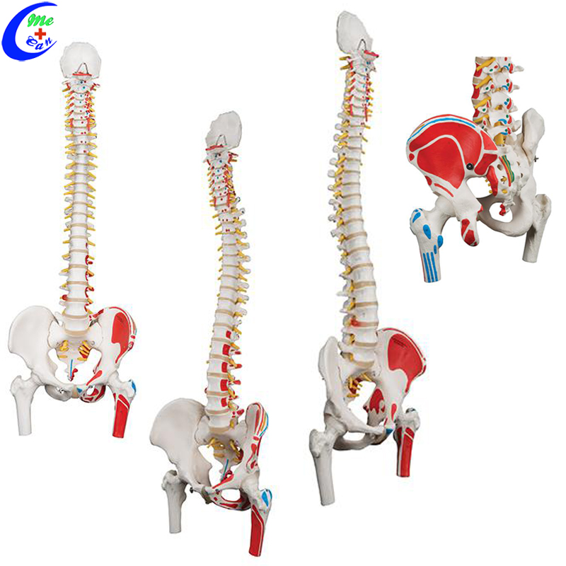 spine anatomical model.jpg