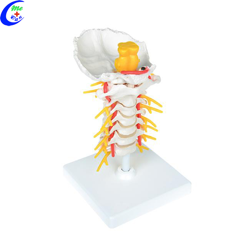 human bone anatomy model .jpg