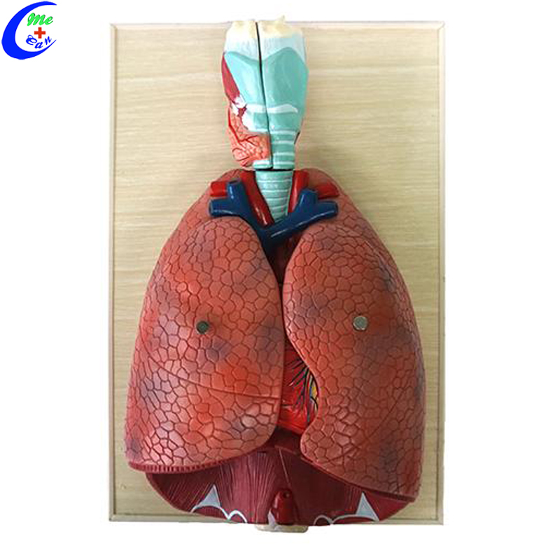 model respiratory system