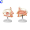 Висококачествен медицински образователен модел за анатомия на носната кухина на едро - Guangzhou MeCan Medical Limited