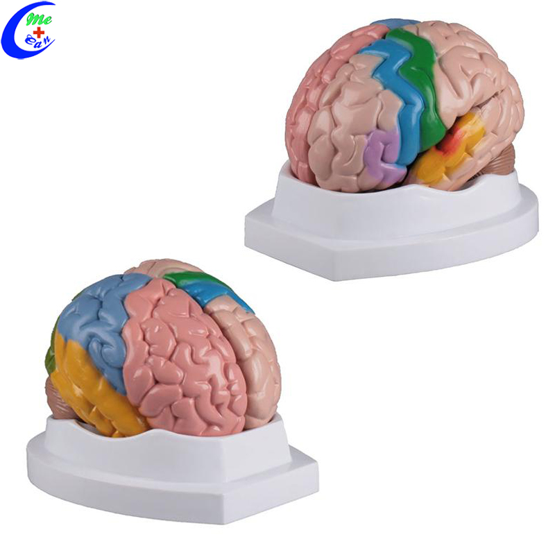 plastic brain models.jpg