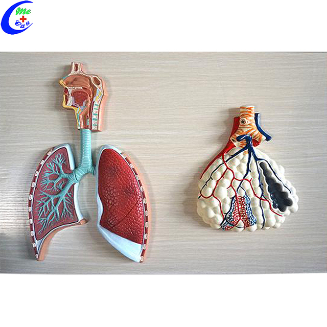 Produttori cinesi di modelli di sistema respiratorio umano e alveolo - MeCan Medical