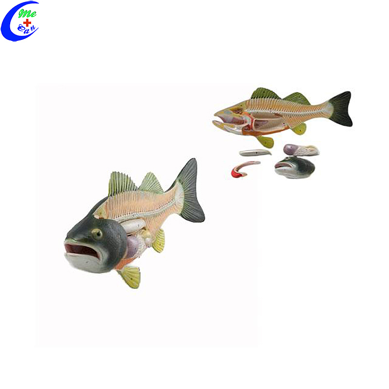Wholesale Realistic Life Size Animal Fish Anatomy Model with good price - MeCan Medical