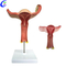 Grosir Model Uterus Anatomi Medis Berkualitas Tinggi - Guangzhou MeCan Medical Limited