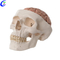 High Quality Human Anatomical Skull Model Wholesale - Guangzhou MeCan Medical Limited