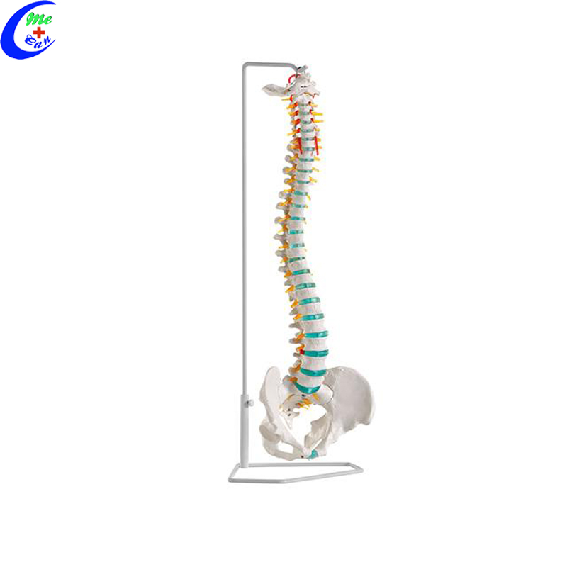 anatomical spine model.jpg