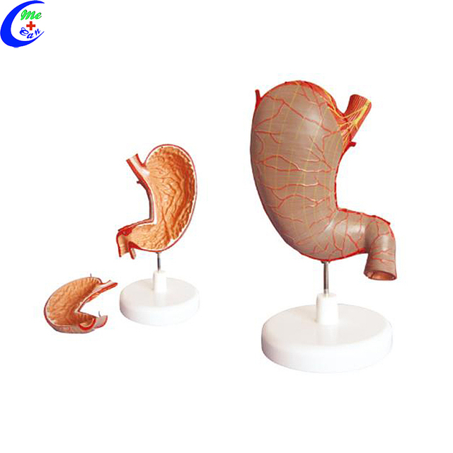 Hochwertiges medizinisches Anatomie-Magenmodell im Gro&szlig;handel - Guangzhou MeCan Medical Limited