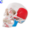 Groothandel Mediese Menslike Anatomie Gekleurde Skedelmodel met goeie prys - MeCan Medical