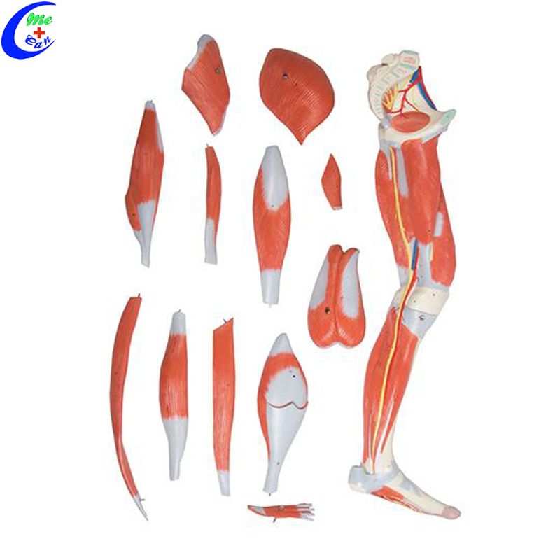 anatomical model muscle 3.jpg
