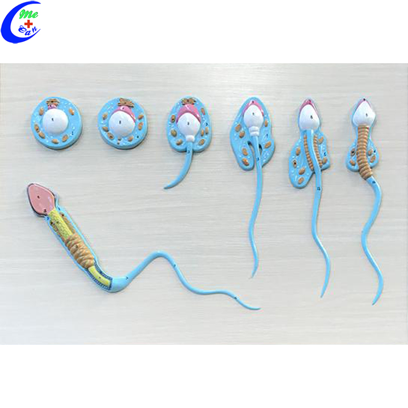 Spermatogensis Model .jpg