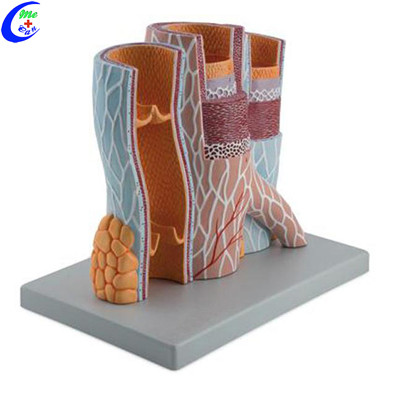 High Quality 3D Anatomy Skin Structure Model Wholesale - Guangzhou MeCan Medical Limited