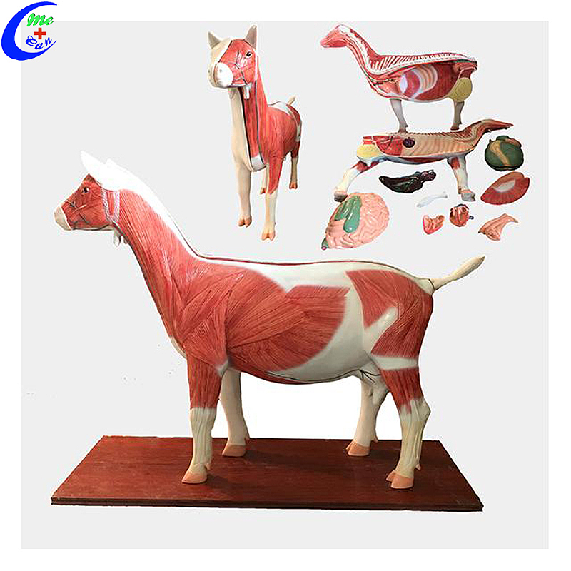 High Quality Cow Simulation Anatomical Model Wholesale - Guangzhou MeCan Medical Limited
