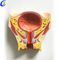 Wholesale Bladder and Prostate Anatomical Model with good price - MeCan Medical