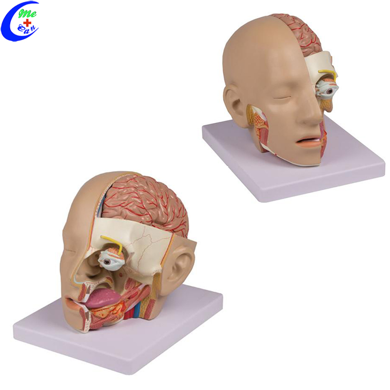 brain model 3d .jpg