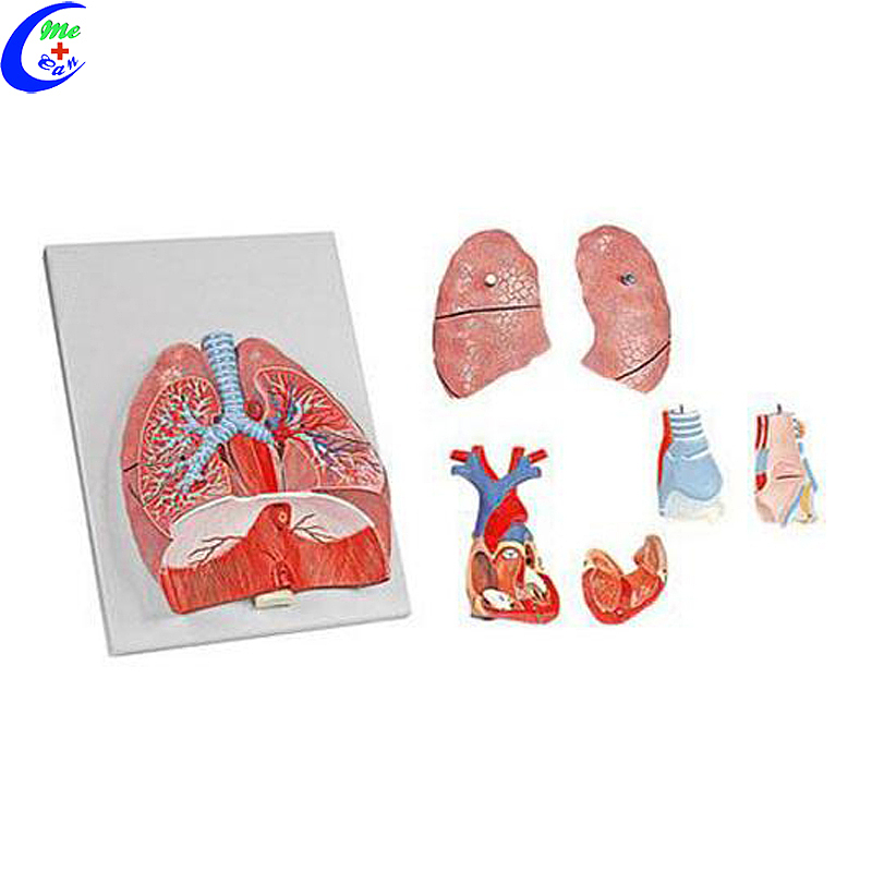 China menslike respiratoriese stelsel en alveolus-modelvervaardigers - MeCan Medical