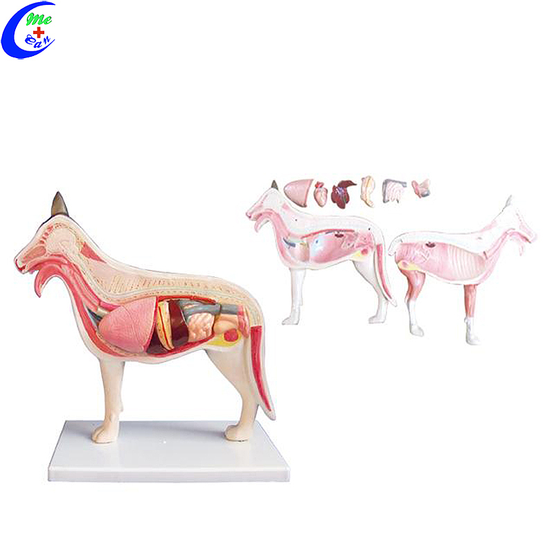 High Quality Realistic Cat Animal Anatomy Model Wholesale - Guangzhou MeCan Medical Limited