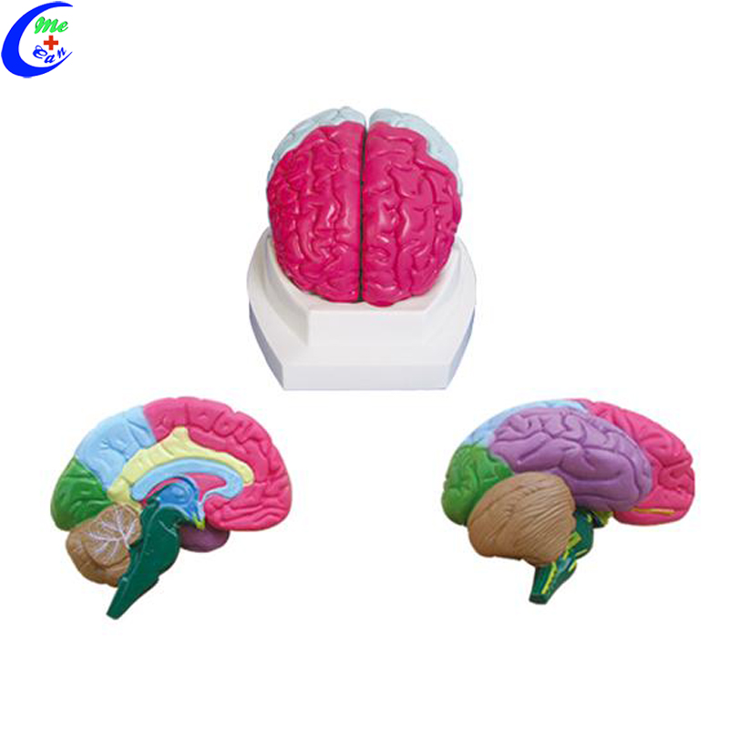 medical brain model.jpg