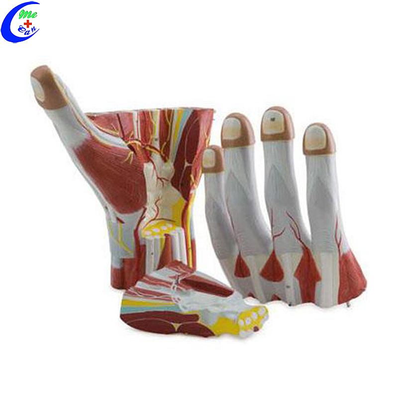 High Quality Plastic Hand Anatomical Model Wholesale - Guangzhou MeCan Medical Limited