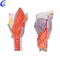 China Medical Anatomical Teaching Aids Larynx Model manufacturers - MeCan Medical