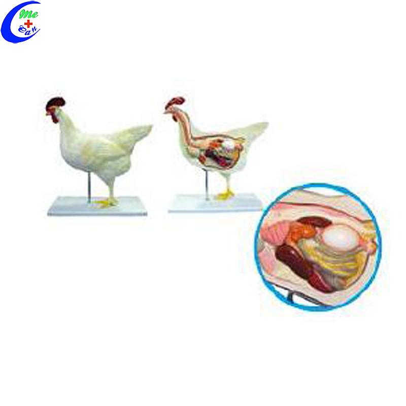 China Pig Animal Anatomical Model vervaardigers - MeCan Medical