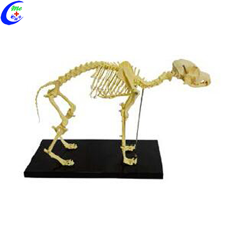 Customized Plastic Cat Animal Skeleton Models manufacturers From China