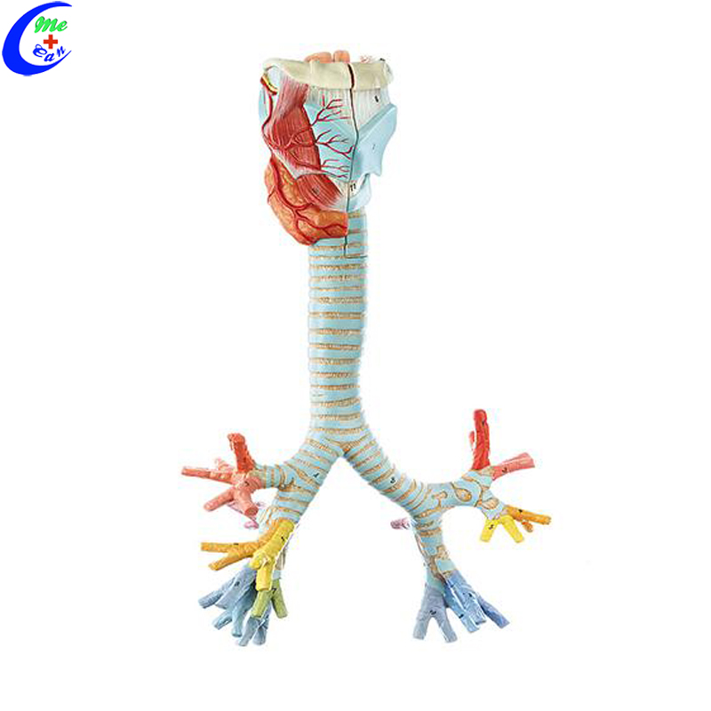 model respiratory system.jpg