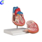 Nlereanya obi mmadụ anatomical n'ogbe nwere ọnụ ahịa dị mma - MeCan Medical