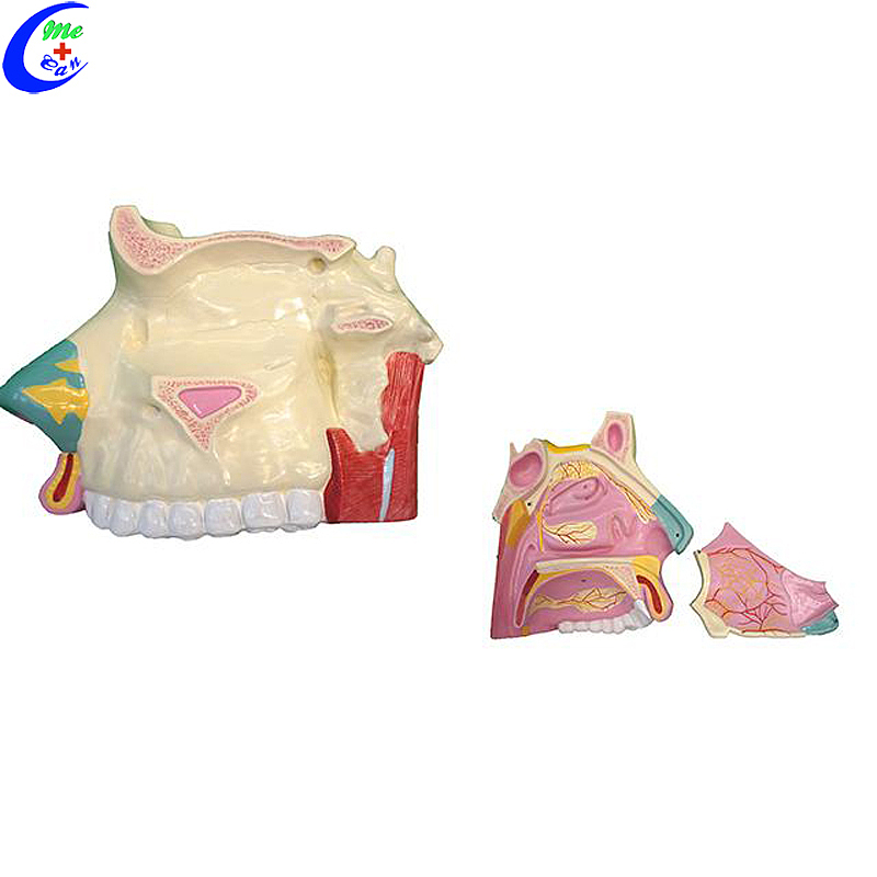 High Quality Medical Nasal Cavity Anatomy Education Model Wholesale - Guangzhou MeCan Medical Limited