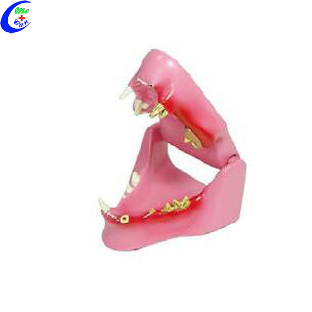 Kits de model d'animals de mand&iacute;bula felina a l'engr&ograve;s amb bon preu - MeCan Medical