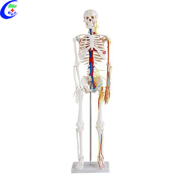 Pinakamahusay na Presyo ng Pabrika ng Modelong Medikal na Human Anatomical Skeleton - MeCan Medical