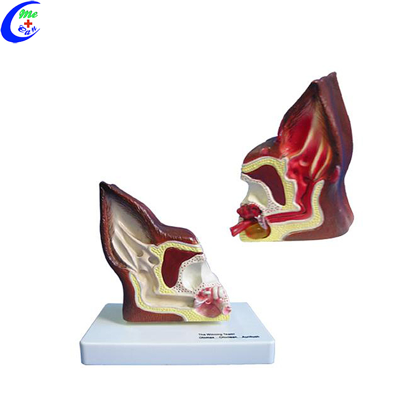 High Quality Animal Anatomy Models Dog Main Body Parts Wholesale - Guangzhou MeCan Medical Limited