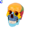 Wholesale Classic Anatomical Painted Human Skull Model, 3 Part with good price - MeCan Medical