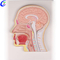 Chine mod&egrave;le anatomique m&eacute;dical mod&egrave;le &eacute;ducatif fabricants de sculpture de t&ecirc;te humaine - MeCan Medical