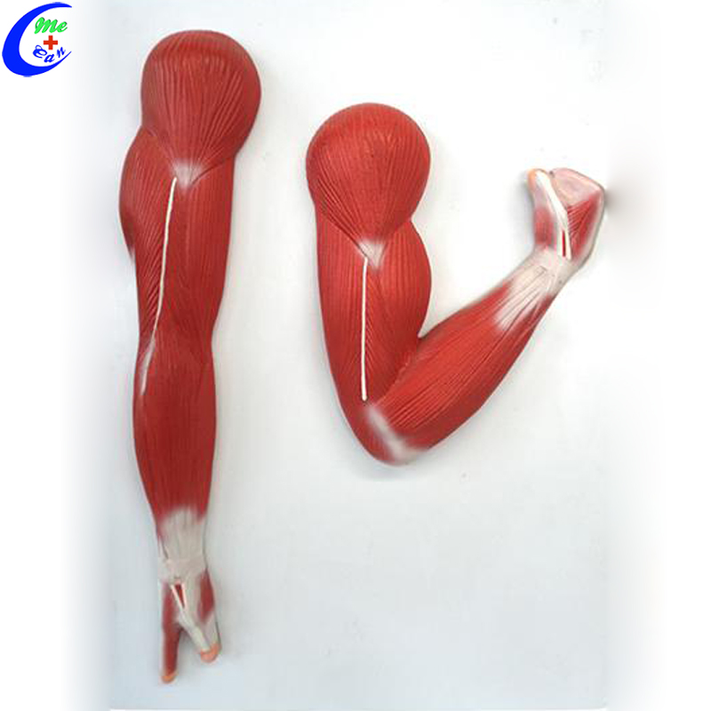 anatomical model muscle.jpg